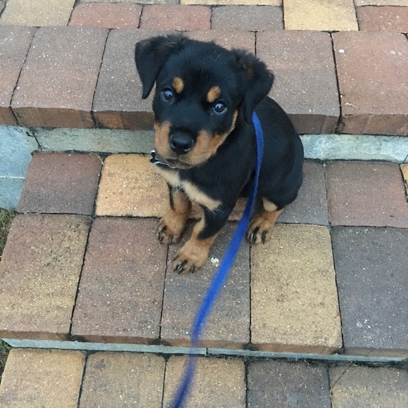 Meet your Posher, Denise - Picture 2 of 2